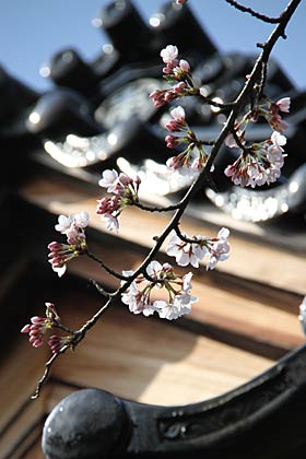 本成寺の鬼子母神堂前のサクラ