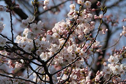 四日町公園にはこんなに開花が進んだサクラの木も
