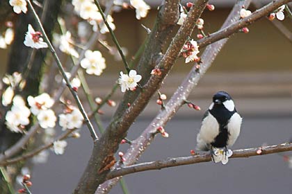 本成寺前の持経院の白梅、花びらを踏んづけて何やら得意げなようすの小鳥