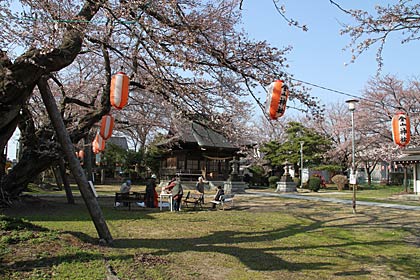 燕市・金山神社で境内のサクラが咲き始めて近所の人たちが花見