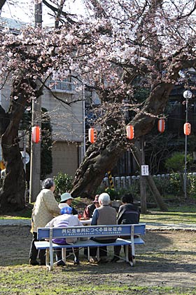 金山神社で、まだ花は少ないが花見は待てない