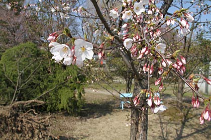 三条市・八幡公園でも咲き始め