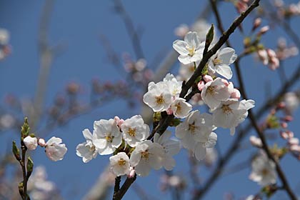  八幡公園の青空とサクラの花