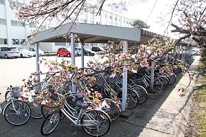 三条商業高校正門前で咲き始めたサクラ
