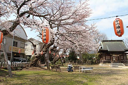 20日の燕市・金山神社は一気に見ごろに