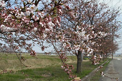 三条金属工業団地のサクラ並木は咲き始めだが、つぼみがみっちり