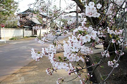 本成寺のサクラももう見ごろ