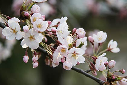 心が躍らされるサクラの花