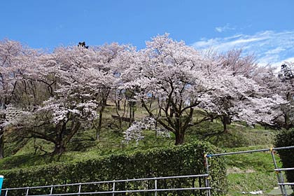大崎浄水場で咲き始めたサクラ