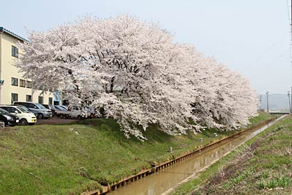 穴場の金子新田工業団地のサクラ