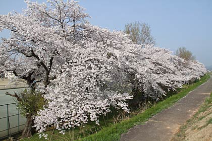  三条商業高校裏手のサクラ