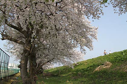  三条商業高校裏手のサクラ