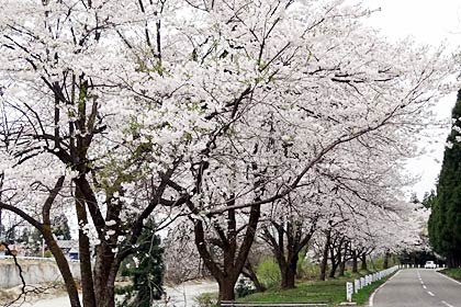 三条市下田地区の‘院内で満開のサクラ