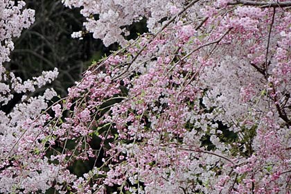 諸橋轍次記念館のソメイヨシノとシダレザクラ