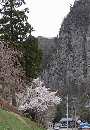  八木ヶ鼻とサクラ