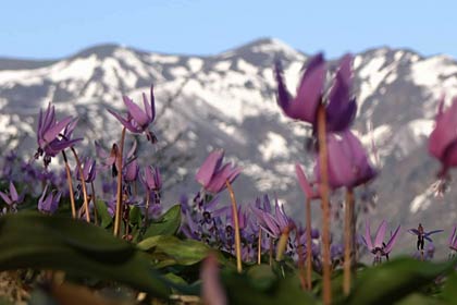 三条市下田地区の「北五百川の棚田」でカタクリの花が満開