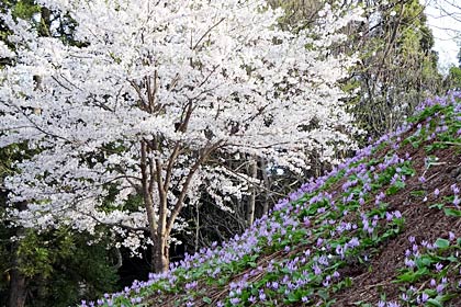 カタクリとサクラの花が共演