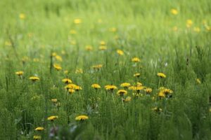 30日の三条は最高気温28.8度でことしいちばんの暑さ、3日連続の夏日