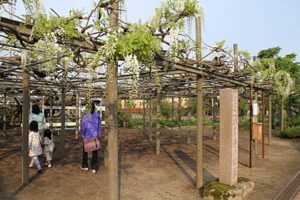 「八王寺の白藤」が例年並みに開花始まる、雪でつぶれたフジ棚は復旧、思った以上に花房があり5月半ばに見ごろか