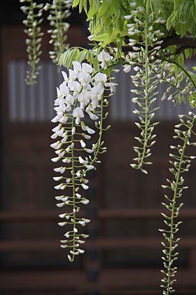 花房を伸ばしながら房の上から順に花を開く