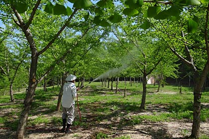13日、三条市下田地区のギンナン畑で行われたイチョウの人工授粉