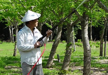高圧洗浄機で人工授粉する渡辺さん