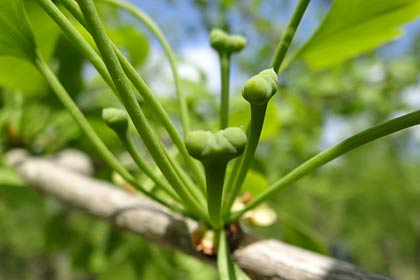 カマキリの頭のような形のイチョウの雌花