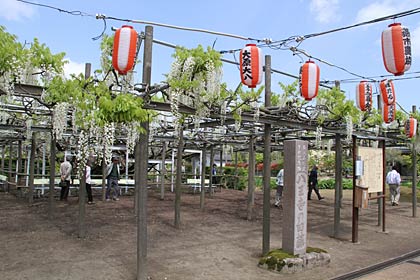 フジ棚の正面は何とか見られるくらいに花房が下がった「八王寺の白藤」