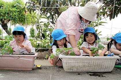 グリーンカーテンのゴーヤとアサガオの苗を植える燕市島上保育園の年長児