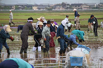 燕市吉田ふれあい広場前で行われた田んぼアートの田植え