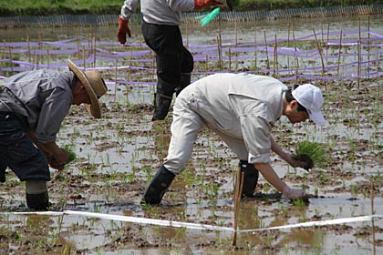 鈴木市長(右)も市民と一緒に田植え