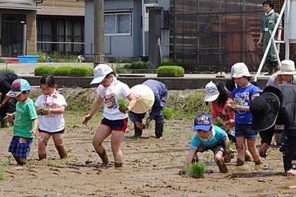 県央研究所が三条市吉田地内の田んぼで「平成24年度版もう一つの小さな田植え」