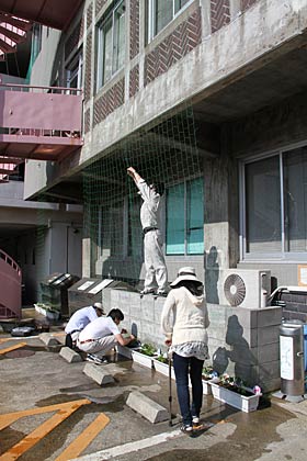 燕市役所燕庁舎本館で初めてのグリーンカーテンに挑戦