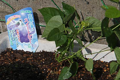グリーンカーテンでは珍しいスイートピーも植えた