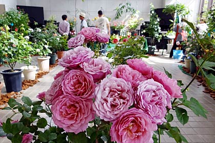 3日に三条市保内公園緑の相談所で開かれる「第14回春のバラ展」、2日の会場での準備のようす