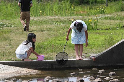 2日、燕市・吉田ふれあい広場でメダカを追う女の子