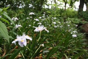 3日の三条は晴れて最高気温26.7度で1週間ぶりに夏日