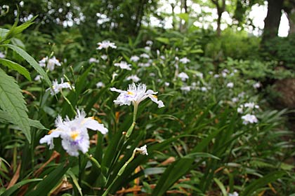 3日、諸橋轍次記念館の諸橋博士の生家のわきで咲いていたシャガの花