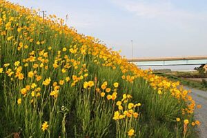 8日の三条は最高気温28.4度、5月1日の29.7度以来の暑さ