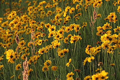 目が覚めるほど鮮やかな黄色の花