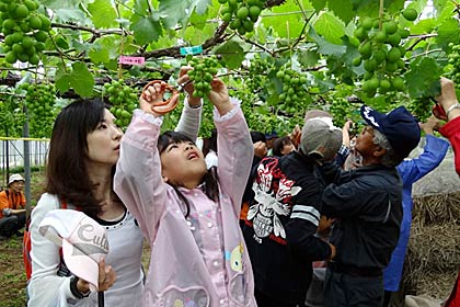  食と農の連携協議会「三条まんま塾」の「みんなで“朝活”農業体験バスツアー」、大島地区のブドウ畑で摘粒作業