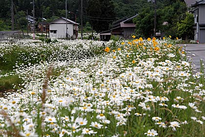  三条市笹巻地内に驚くほど密集して群生している白い花