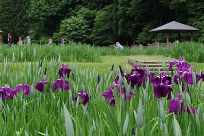  16日のしらさぎ森林公園の花菖蒲園は、早咲きのハナショウブが咲き始めたばかり