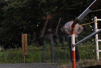 ホタルを観賞する人が切れ目なく訪れる