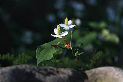 八幡宮境内に咲くドクダミの花