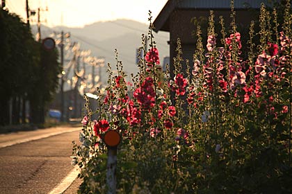  27日、三条市花渕付近の国道289号沿いで今が盛りと咲くタチアオイ