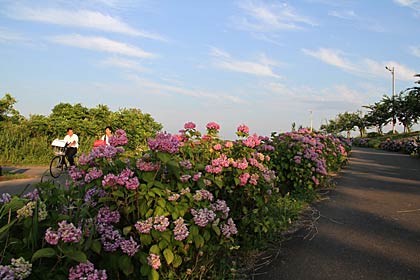 28日、燕市大曲河川公園で咲くアジサイ