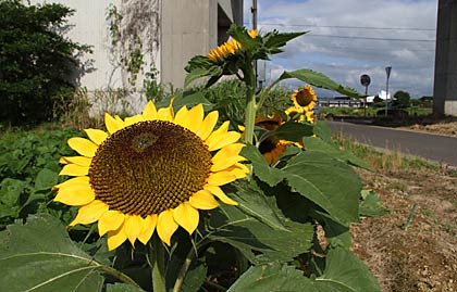  三条市上須頃地内で上越新幹線の高架そばの畑に咲くヒマワリ