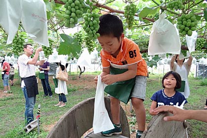 子どもたちも袋かけに挑戦