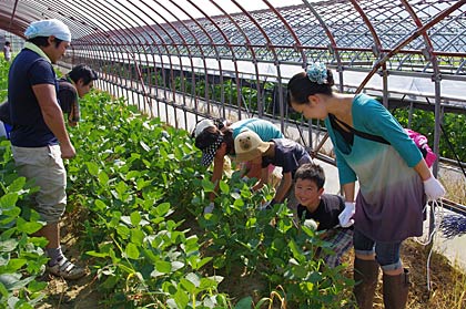 昨年、弥彦産枝豆収穫体験の本番前に関係者で行ったプレ体験